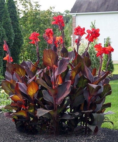 Bulbs giant canna lily - bulbs,