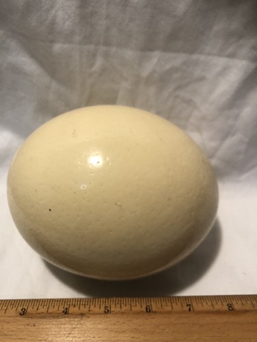 Uovo struzzo x 5 - uovo, 5”