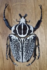 GOLIATHUS MELEAGRIS FORMA NERA SELVAGGIA RACCOLTA DIFFICILE DA OTTENERE A1 MISURA MOSTRO 95MM