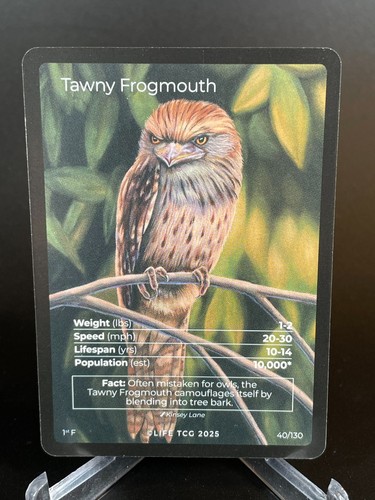 Tawny frogmouth full art - frogmouth,
