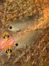 Mosche 2 V taglia 3/0 Ultimate