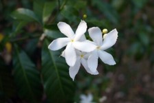 Gelsomino Tre Santi - Jasminum