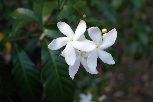 Gelsomino tre santi jasminum - gelsomino,