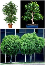 10 semi di Ficus beniamina