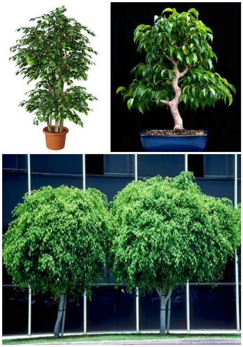 Semi ficus beniamina - di,