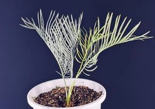 Rara crescita semina boutique