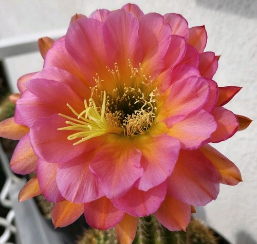 Cactus echinopsistrichocereus - cactus,