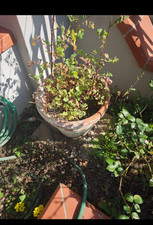 fioriere da esterno rettangolari