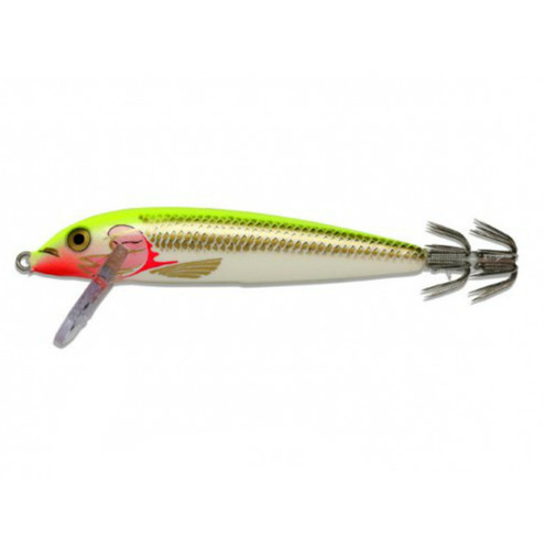 Totanara rapala squid - totanara, cm11