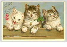 Gatti N°389. Buon Compleanno. Ritratto Di Tre Carini Gattini