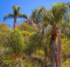 Arecastrum romanzoffianum | Queen palm | Cocos palm -  - Palma regina | Palma di