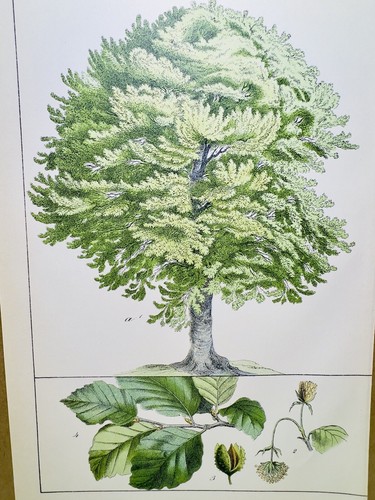 Antico poster castagno - poster,