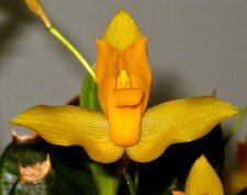 Lycaste Species 'Aroma' profumo NUOVO orchidea orchidee epidendro panda