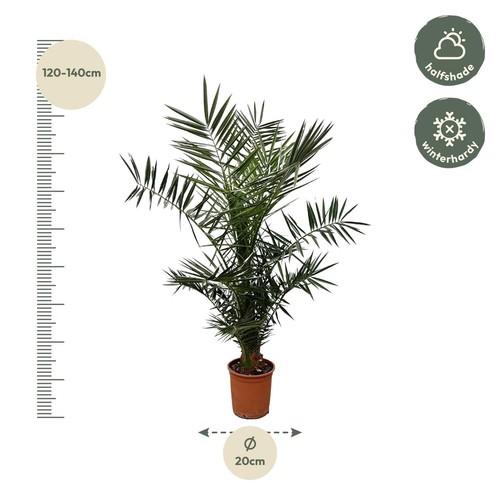 Phoenix canariensis palma - , da