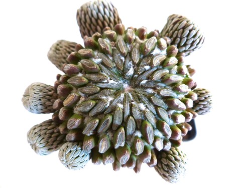 Pelecyphora aselliformis seeds - pelecyphora,