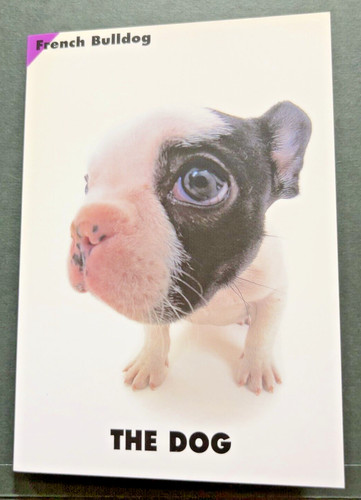 Bulldog francese the dog - bulldog,