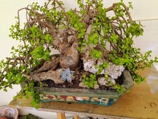 Bonsai portulacaria afra mediaopicta anni 35 vaso grande da bonsai