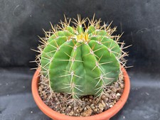 FEROCACTUS SCHWARZII IL GIARDINO DI MAYA CACTUS PIANTE GRASSE 72