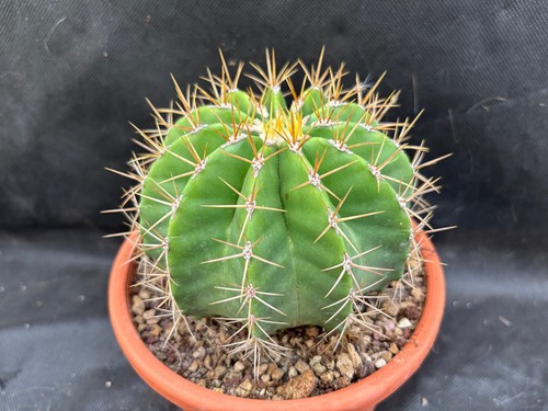 Ferocactus schwarzii - schwarzii, il