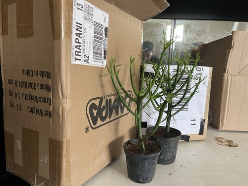 Bonsai euphorbia tirucalli 2 - tirucalli, ,