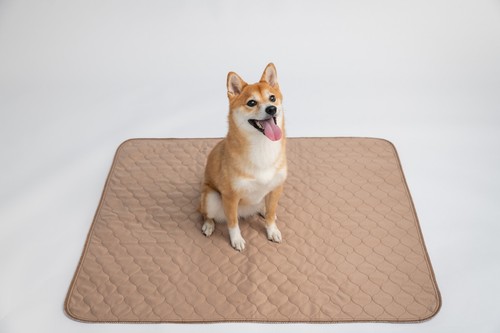 Ezwhelp pee pads - per, cani