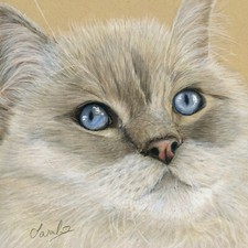 Ragdoll Cat, Coloured Pencil