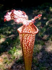 Rare Sarracenia,oreophila x