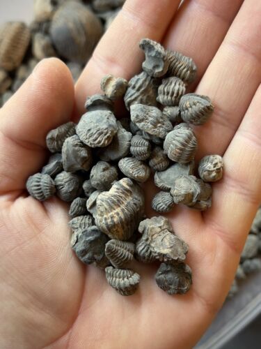 Trilobite enrolled mini fossil - trilobite,