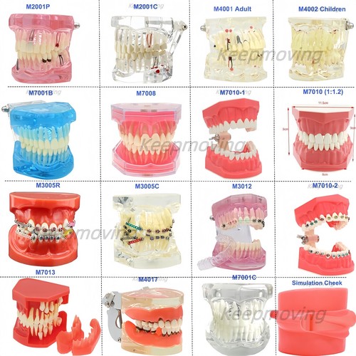 Modello denti dentale - modello,