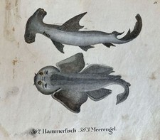 INCISIONE PESCE HAMMERHEAD