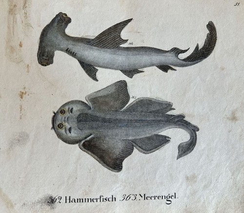 Incisione pesce hammerhead - incisione,