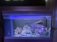Acquario marino completo - marino,