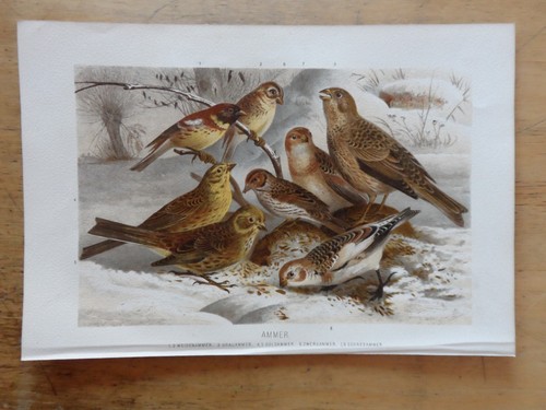 Orig cromolitografia - orig.(1892),