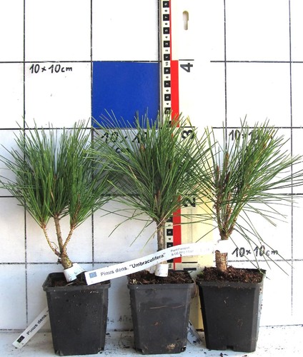 Pinus denso umbraculifera - pinus,
