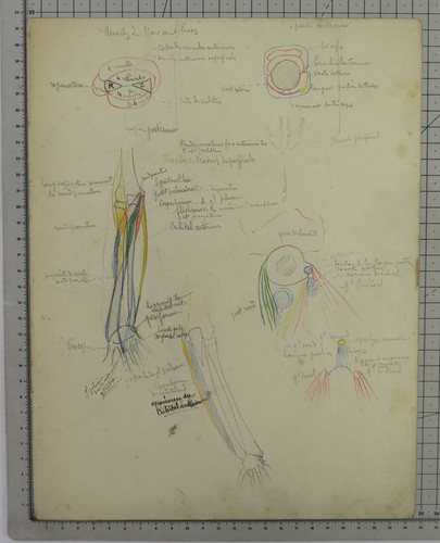 Disegno anatomico antico - anatomico,