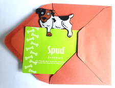 Jack Russell Terrier Dog Spud