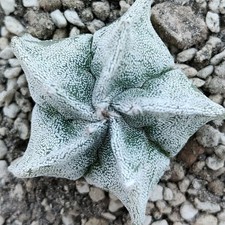 Astrophytum