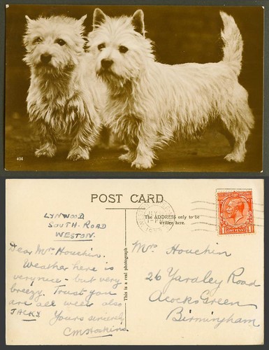 West highland white terrier - white,
