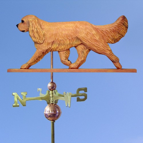 Cavalier king charles - cavalier,