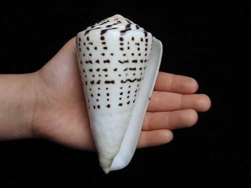 Sea shell conus leopardus - shell,