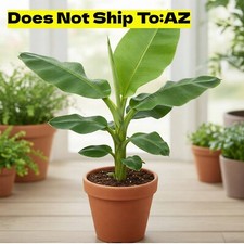 Dwarf Cavendish Banana Tree in