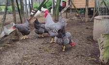 10 X  UOVA FERTILI FECONDE