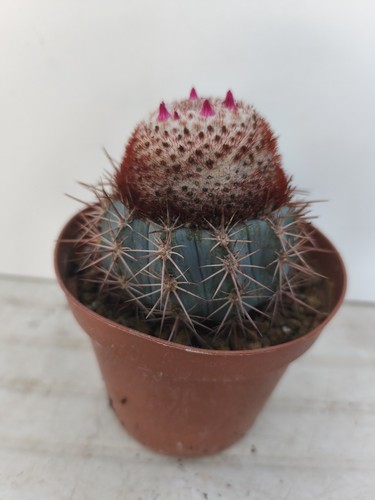 Melocactus metanzanus root - metanzanus, on