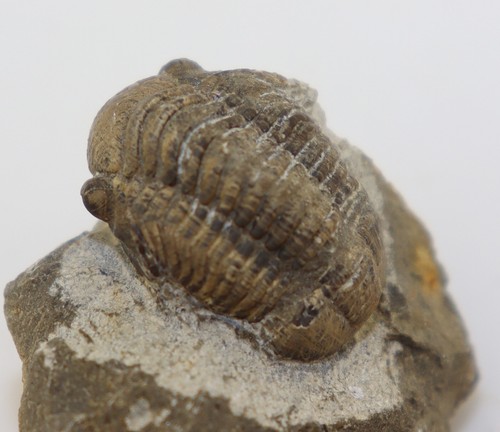 Trilobit gerastos cuvieri - trilobit,,