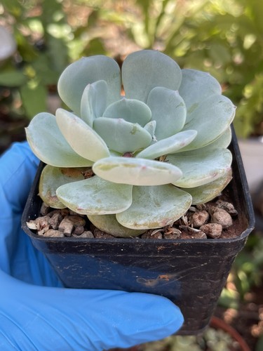 Echeveria orange monroe pianta - orange, monroe-pianta