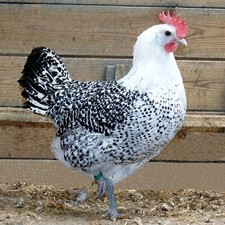 Uova feconde di gallina Bresse – Razza francese pregiata ??
