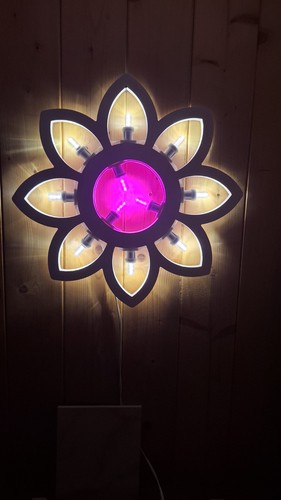 Luminaria salentina fiore - salentina,