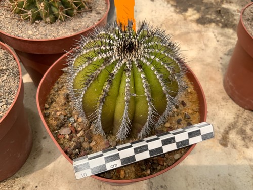 115 uebelmannia pectinifera - uebelmannia,