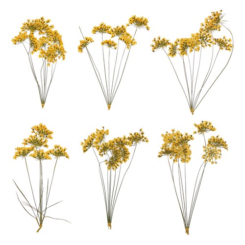 Pcs fiori secchi pressati - pcs,
