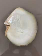 GRANDE CONCHIGLIA PINCTADA MAXIMA MARGARITIFERA MADREPERLA